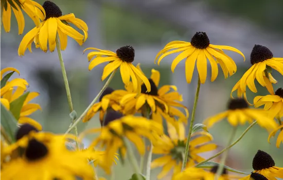 Echinacea paradoxa Echinacea paradoxa