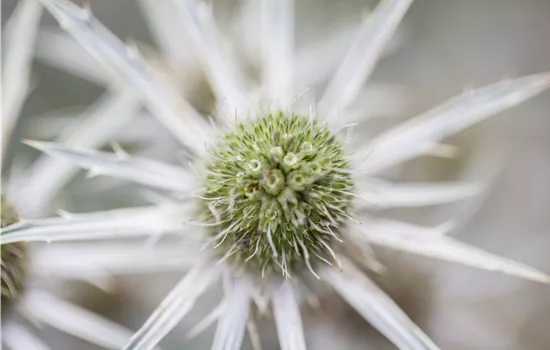 Eryngium bourgatii