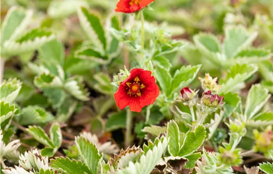 Potentilla atrosanguinea 'Gibson's Scarlet'