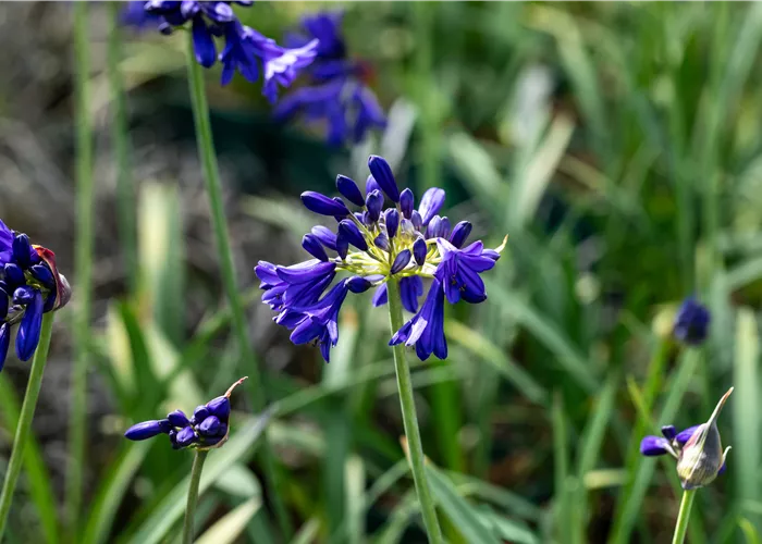 Agapanthus africanus 'Flower of Love' ® Agapanthus africanus 'Flower of Love' ®