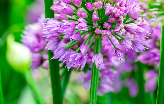Allium senescens 'Millenium' Allium senescens 'Millenium'