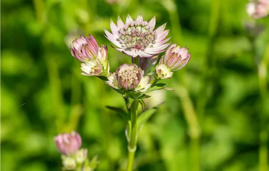 Astrantia major 'Pink Button' ® Astrantia major 'Pink Button' ®