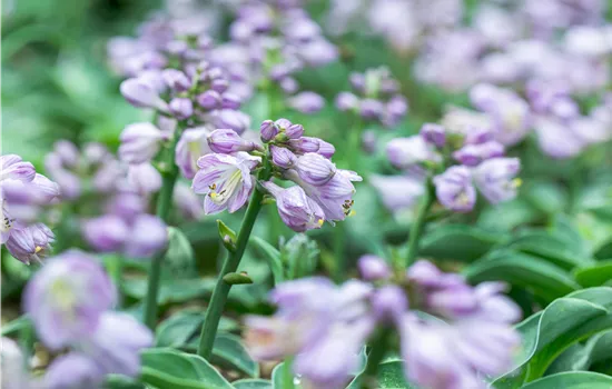 Hosta tokudama 'Blue Mouse Ears'