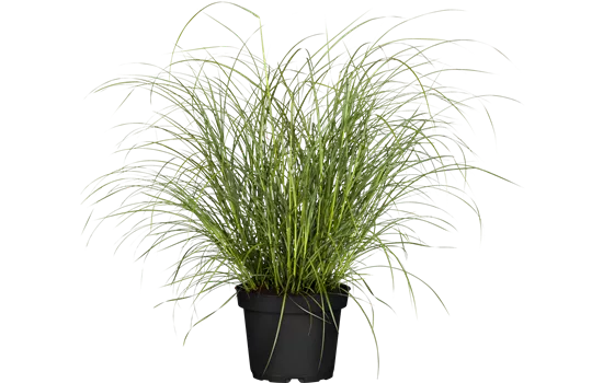 Miscanthus sinensis 'Hermann Müssel' Miscanthus sinensis 'Hermann Müssel'