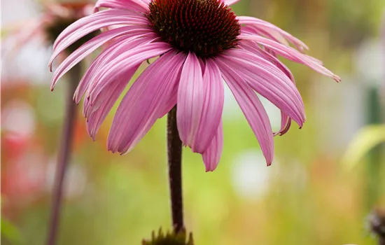Echinacea purpurea 'Augustkönigin' Echinacea purpurea 'Augustkönigin'