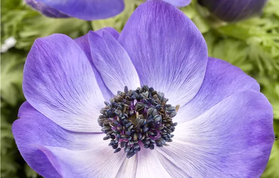 ANEMONE CORONARIA ANEMONE CORONARIA
