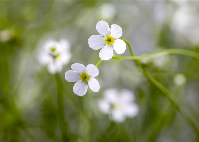 Androsace septentrionalis Androsace septentrionalis