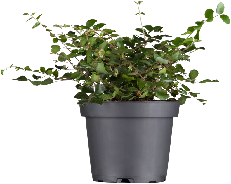 Muehlenbeckia complexa