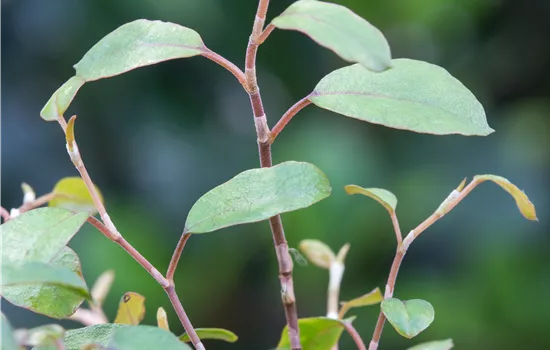 Muehlenbeckia complexa Muehlenbeckia complexa