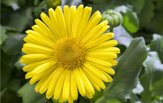 Doronicum