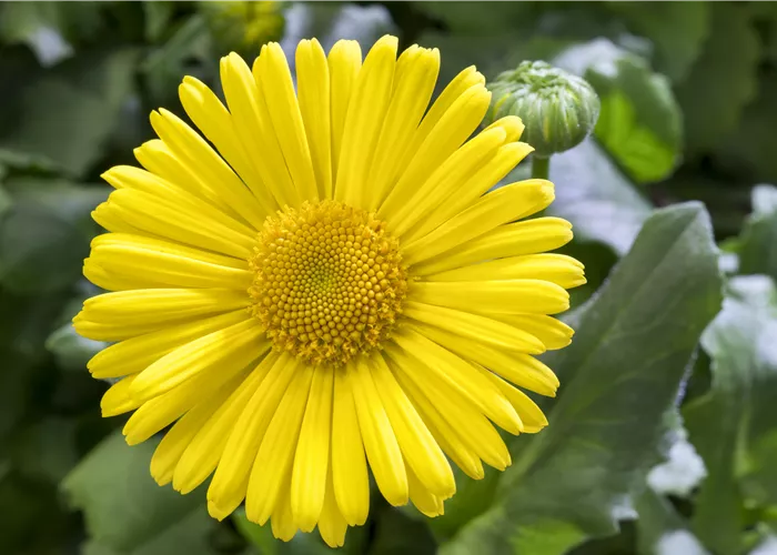 Doronicum Doronicum