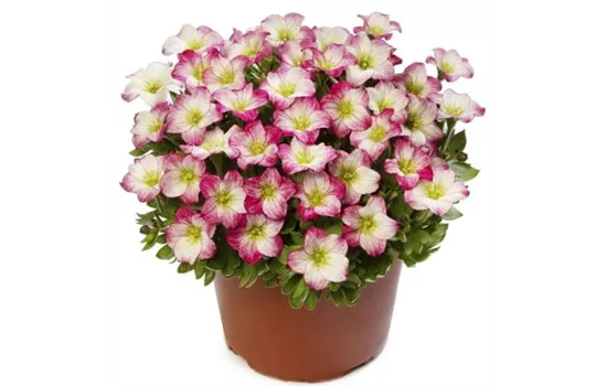 Saxifraga arendsii Alpino Early Picotee Saxifraga arendsii Alpino Early Picotee