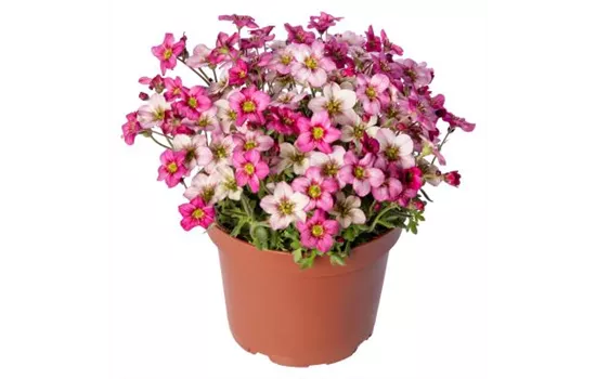 Saxifraga arendsii Alpino Early Carnival Saxifraga arendsii Alpino Early Carnival