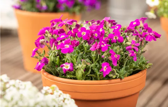Aubretia hybrida Audrey Red Aubretia hybrida Audrey Red