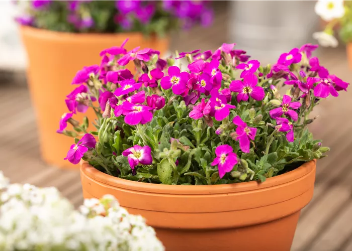Aubretia hybrida Audrey Red Aubretia hybrida Audrey Red