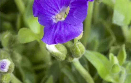 Aubretia hybrida glacier blue Aubretia hybrida glacier blue