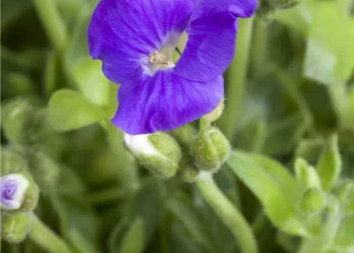 Aubretia hybrida glacier blue Aubretia hybrida glacier blue