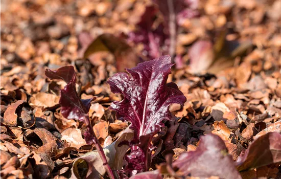 Eichlaub, rot Eichlaub, rot