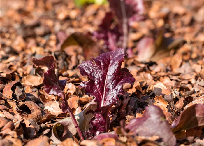 Eichlaub, rot Eichlaub, rot