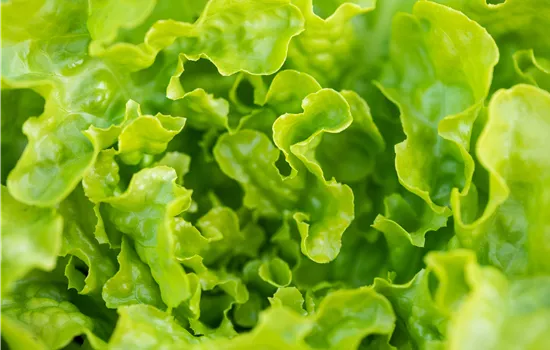 Eichlaub, grün Eichlaub, grün