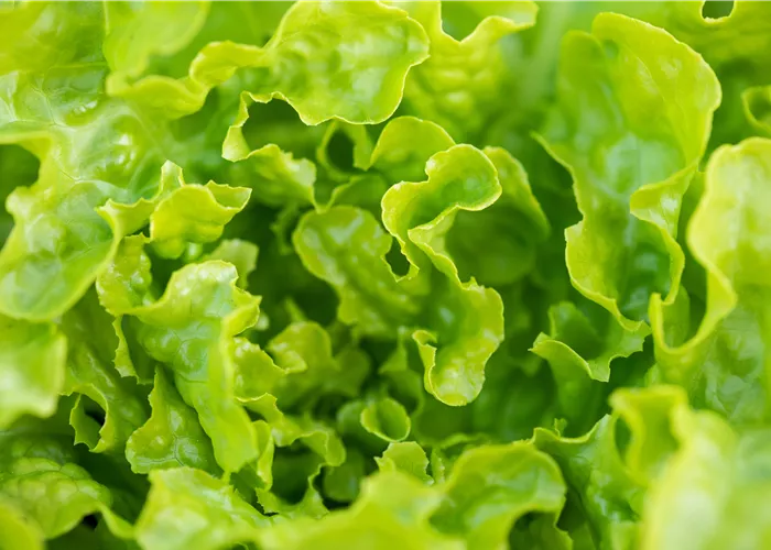 Eichlaub, grün Eichlaub, grün