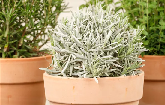 Lavandula i.S. Lavandula i.S.