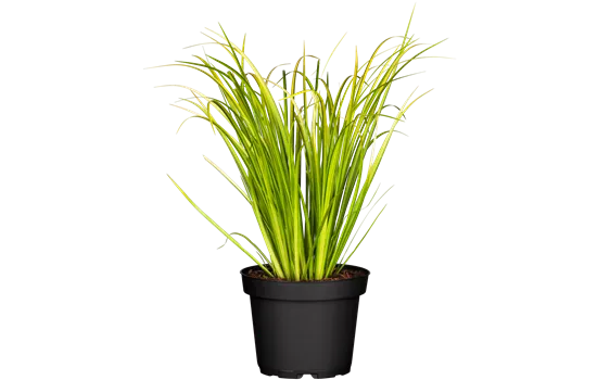 Acorus gramineus Ogon Acorus gramineus Ogon