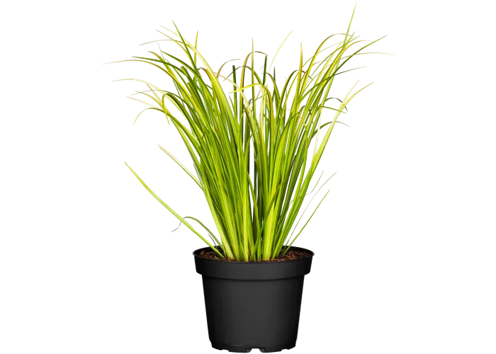 Acorus gramineus Ogon Acorus gramineus Ogon