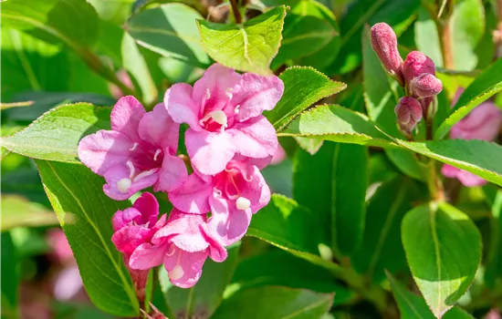 Weigela florida 'Pink Poppet' -R-