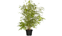 Fargesia robusta Pingwu