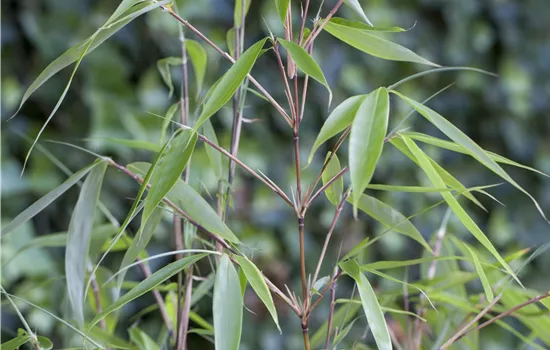 Fargesia robusta Pingwu