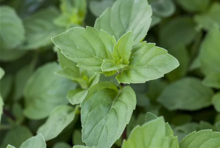 Mentha x piperita 'Lemon'