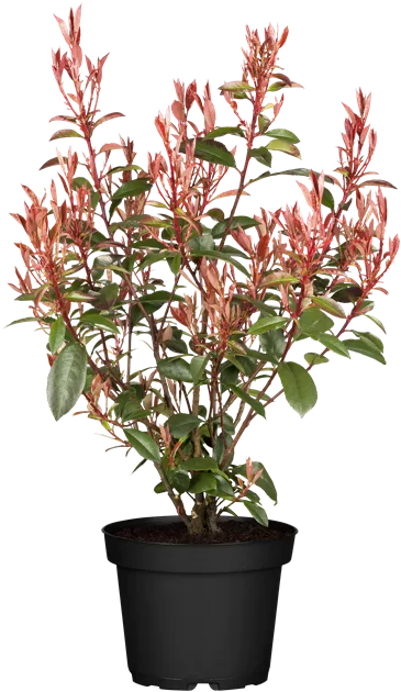 lighted plants Nearly Natural 4-ft Lighted Artificial Eucalyptus Tree with 240 Warm White LED Lights main image 1
