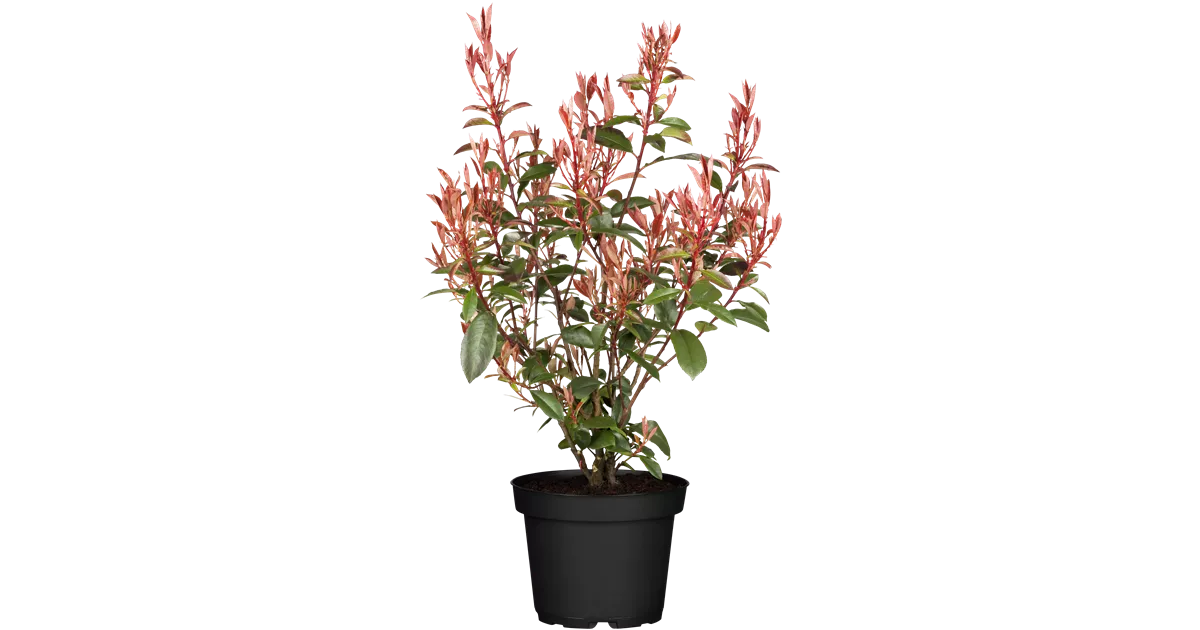 Photinia fraseri Compacta