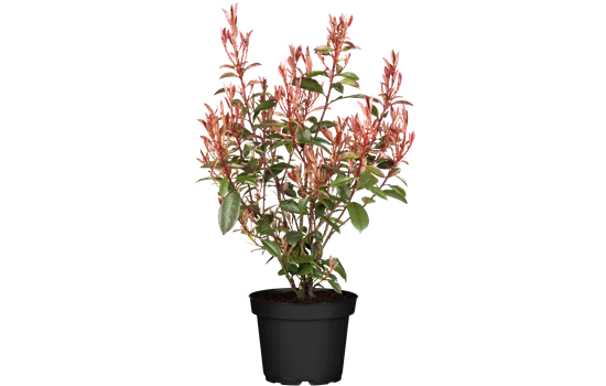 Photinia fraseri Compacta