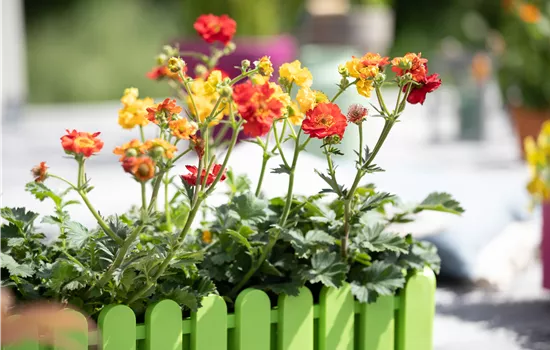 Geum coccineum Nonna Geum coccineum Nonna