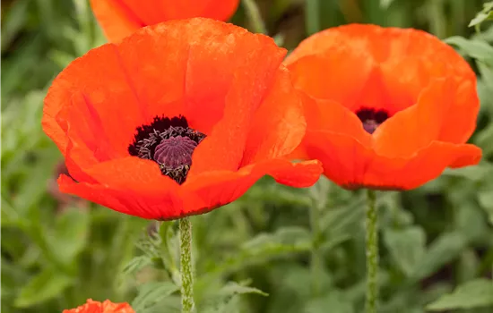 Papaver orient. Red Rumble