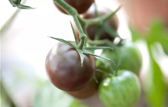 Mirado Apricot Mirado Apricot