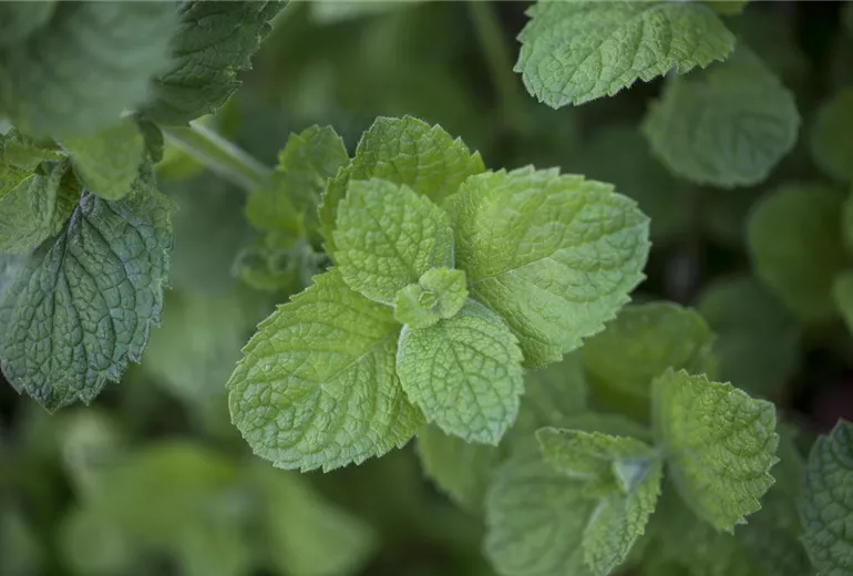 Mentha suaveolens 'Apple Mint'