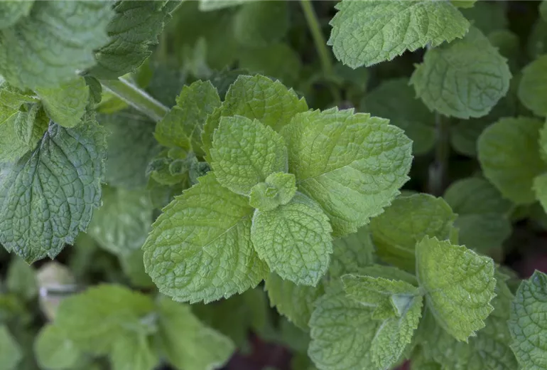 Mentha suaveolens 'Apple Mint'
