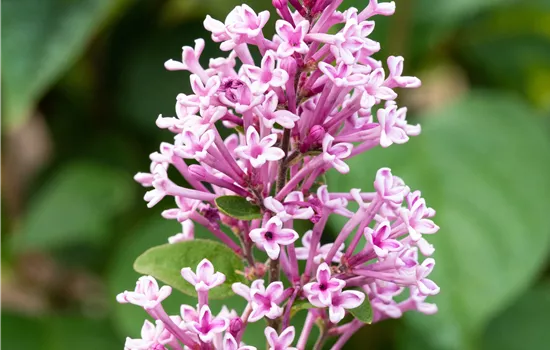 Syringa meyeri 'Josee' Syringa meyeri 'Josee'