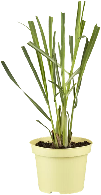 where can i get aloe Aloe Vera Plant Nursery 4