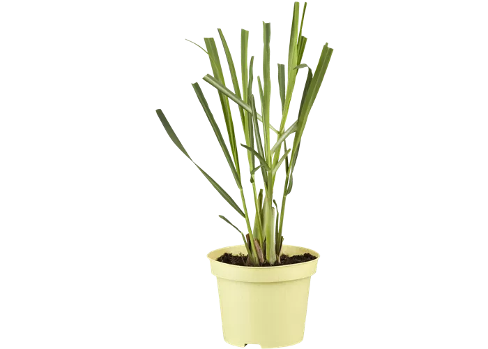 Cymbopogon Zitronengras Cymbopogon Zitronengras