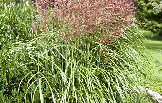 Miscanthus sin. 'Große Fontäne' Miscanthus sin. 'Große Fontäne'