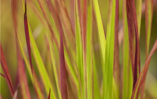 Imperata cylindrica 'Red Baron' Imperata cylindrica 'Red Baron'