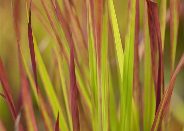 Imperata cylindrica 'Red Baron' Imperata cylindrica 'Red Baron'