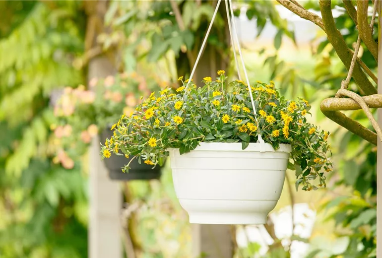 Sanvitalia procumbens