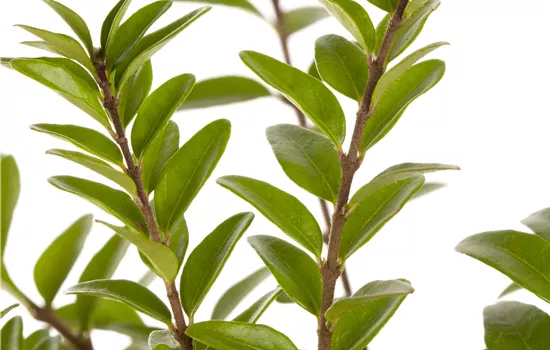 Lonicera nitida 'Maigrün'