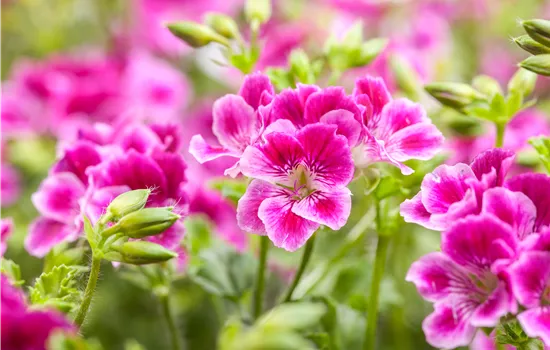 Pelargonium crispum Duftpelargonie