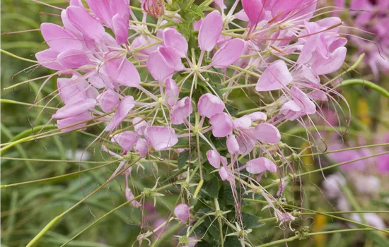 Cleome spinosa araña violeta impr